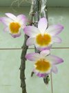 Den. crepidatum (Phrao Orchids Nursery)